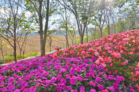 Beautiful flowers on the hill in the parkの写真素材