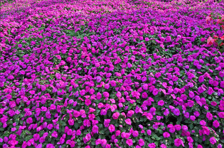 Beautiful pink vinca flowers in the gardenの写真素材