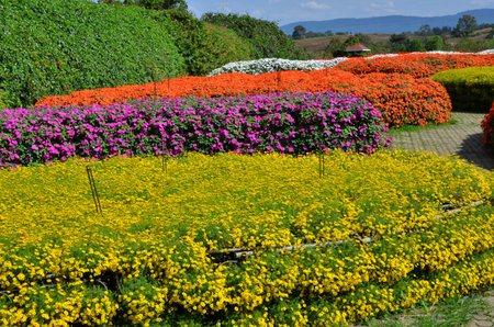 Beautiful flowers and leaves in the parkの写真素材