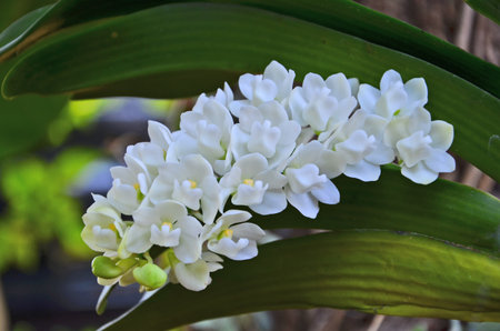 Beautiful white rhynchostylis orchid close upの写真素材