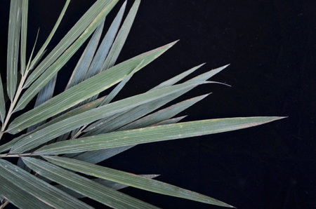 Dried bamboo leaf pattern on blackの写真素材
