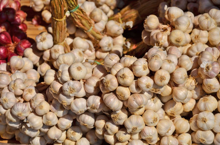 White garlic bundles shows for saleの写真素材