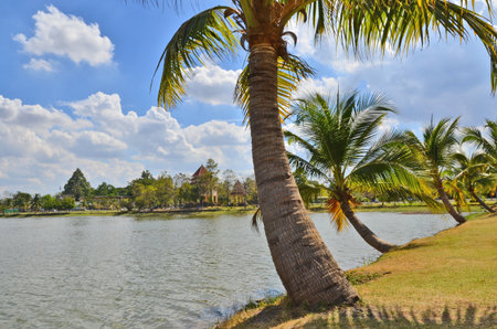 Palm trees beside the pond in the parkの写真素材
