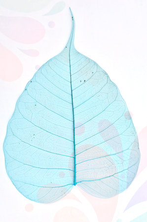 Blue vein pattern of banyan leafの写真素材