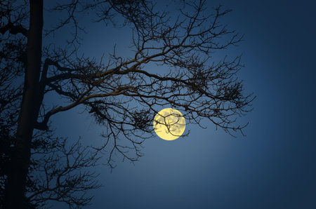 Beautiful full moon with bare treeの写真素材