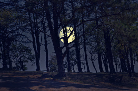 Pine forest with full moon in the eveningの写真素材