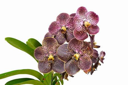 Dark violet vanda orchid on white backgroundの写真素材