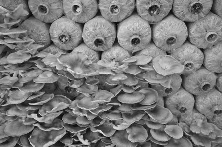 Black and white image of angel mushroom and bagsの写真素材