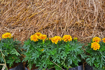 Marigold flowers with leaves and straw wallの写真素材