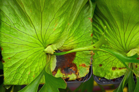 Beautiful design of fresh green staghorn fern detailsの写真素材