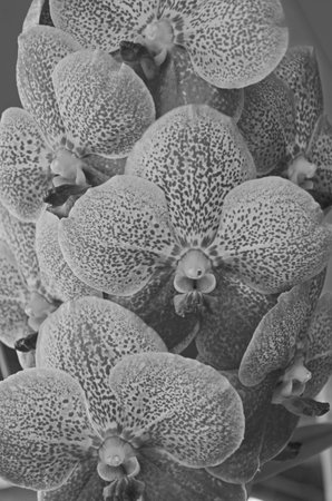 Black and white image of beautiful orchid