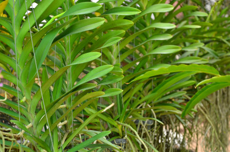 Fresh green leaves of orchid close upの写真素材