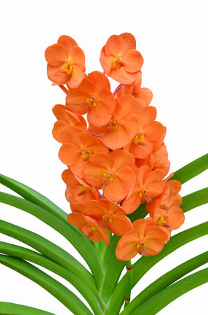 Beautiful orange vanda orchids on white backgroundの写真素材