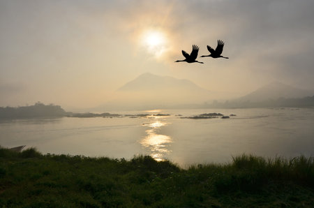 Flying couple cranes over the river in the morningの写真素材