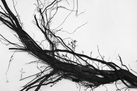 Detail pattern of black roots on white backgroundの写真素材