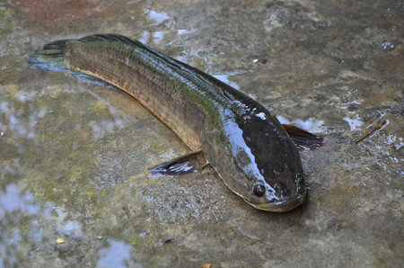 Big snakehead fish on wet floorの写真素材