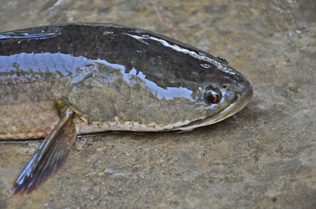 Fresh face of big snakehead fish on wet floorの写真素材