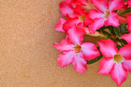 Red and white impala lily panicle on brown backgroundの写真素材