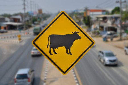 Beware cow herd across the road signの写真素材