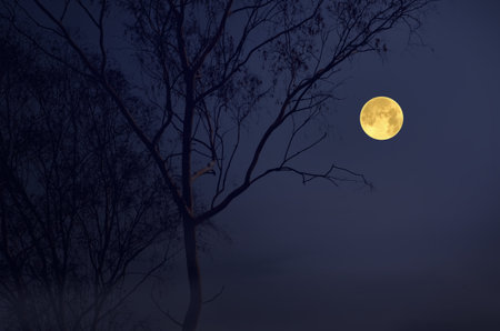 Evening romantic full moon in the winter