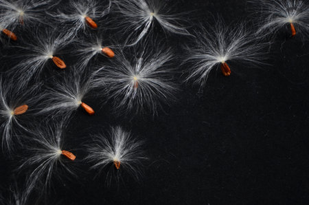 White feather of wild seed for breed dispersalの写真素材