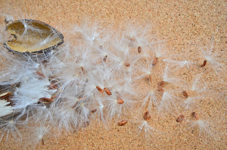 White feather of wild seeds for breed dispersalの写真素材