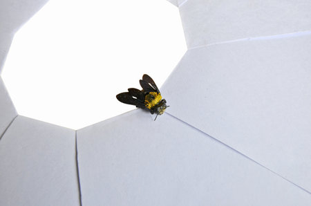 Bubble bee on paper shutter on white backgroundの写真素材