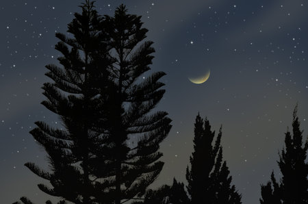 Crescent moon and bright stars with pine treesの写真素材