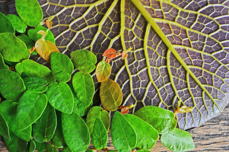 Green vine leaves and water lily leaf veins