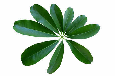 Fresh and clear leaves of white cheesewood treeの写真素材