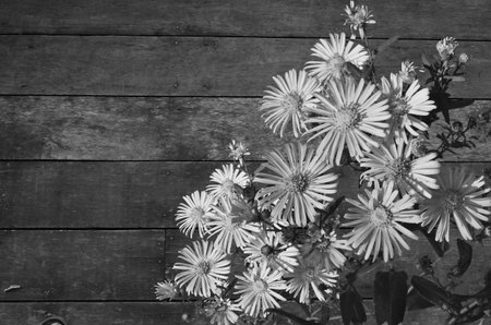 Black and white image of beautiful daisy flowersの写真素材