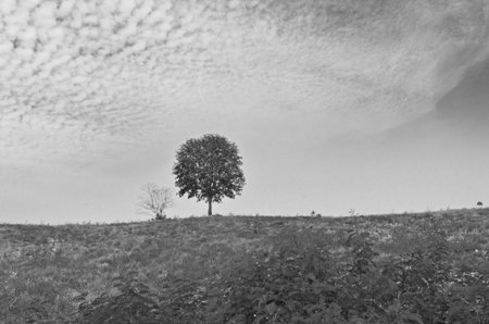 Black and white image of lonely tree on the hill
