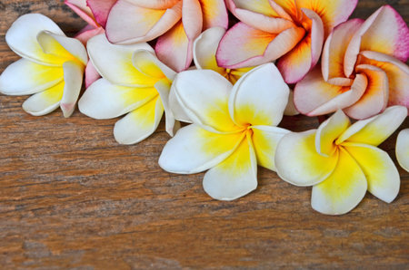 Beautiful plumeria flowers on wood floorの写真素材