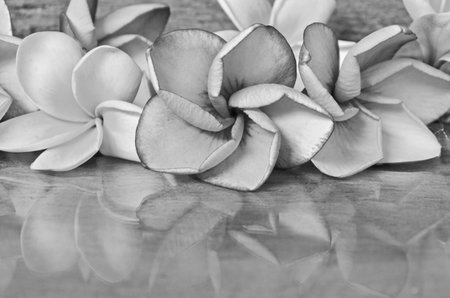 Black and white image of plumeria flowers close upの写真素材