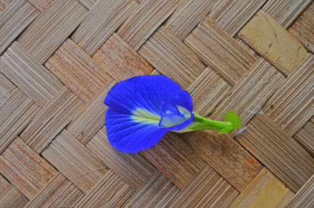Beautiful blue butterfly vine flower on woven bambooの写真素材