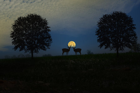 Couple antelopes with full moon in the eveningの写真素材