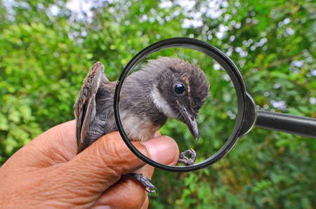 Black bird head in magnifying glassの写真素材