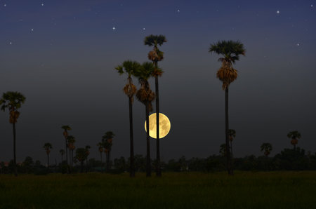 Beautiful Thailand countryside in evening summerの写真素材