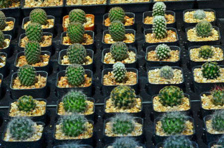 Row of beautiful cactus in black pots
