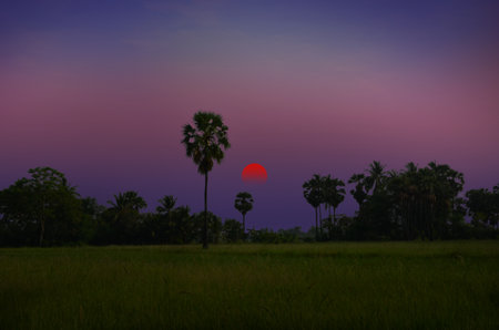 Beautiful sundown sky over green fieldの写真素材