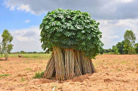 Cassava storage for planting in a farmの写真素材