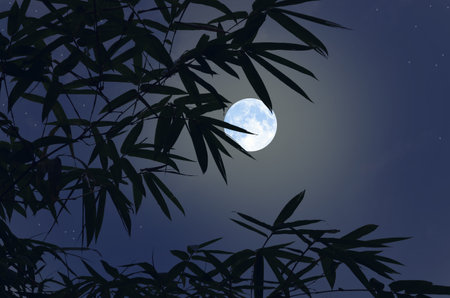 Black bamboo leaves and beautiful full moonの写真素材