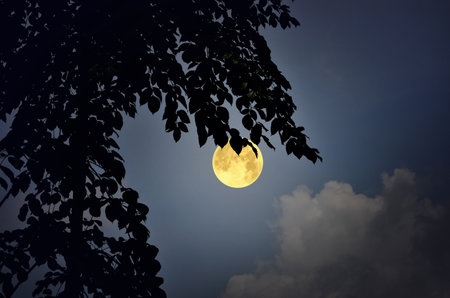 Black leaves of tree and full moon at nightの写真素材