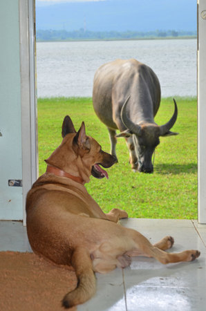 Relaxing and take care a buffalo of Thai dog