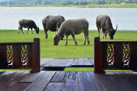 Resort balcony and buffalo herd eat green grassの写真素材