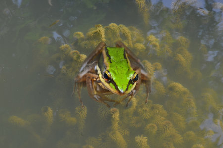Green paddy frog and algae in clear water