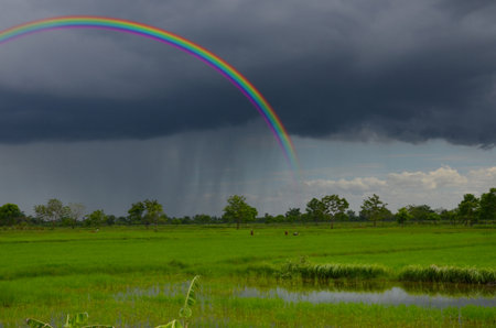 Beautiful rainbow in the rain over green rice fieldの写真素材