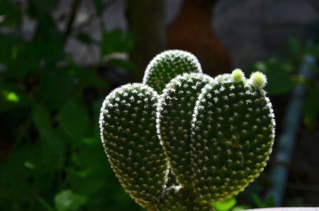 High light on the thorns of opuntia microdasys cactusの写真素材
