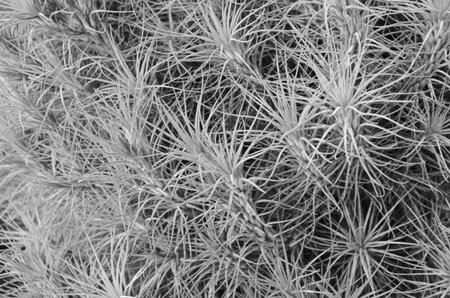 Black and white image of  tillandsia ionantha plantsの写真素材