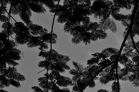 Pattern details of black leaves on gray backgroundの写真素材